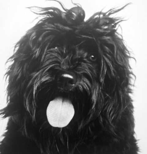 Our Dog Tigo - Deborah Larkin